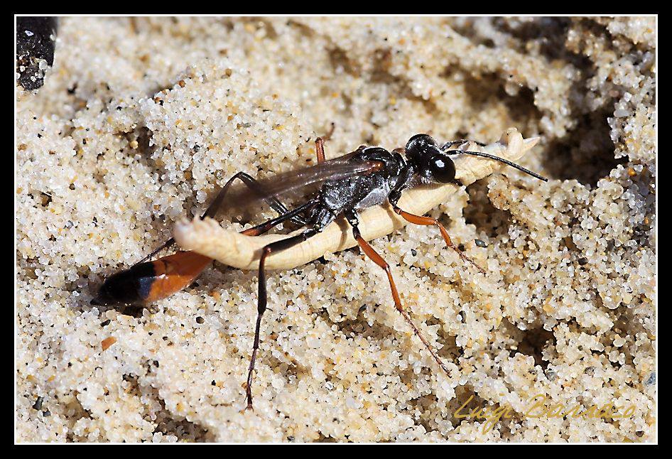 Ammophila heydeni heydeni